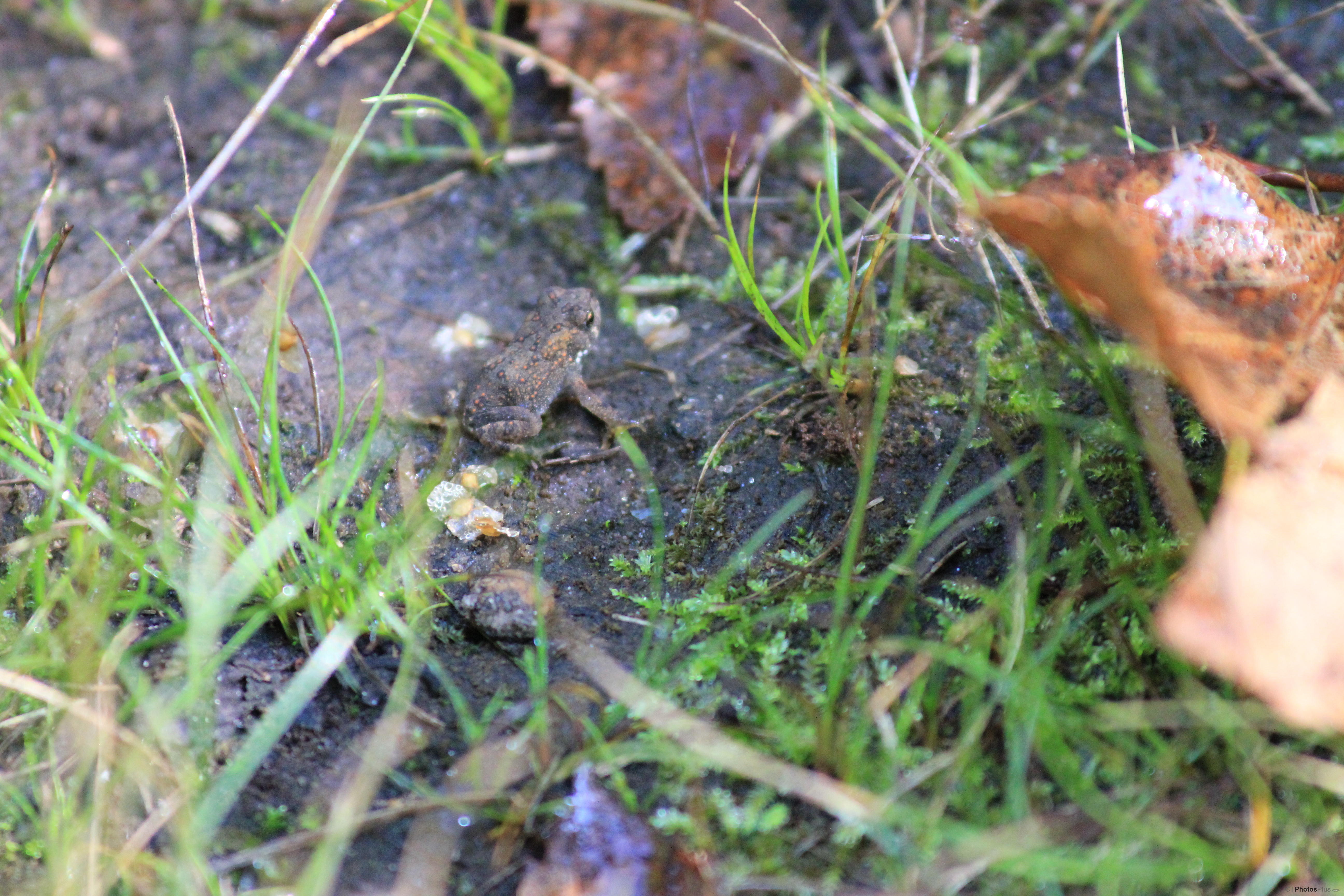 Tiny Eastern American Toad IMG 6751