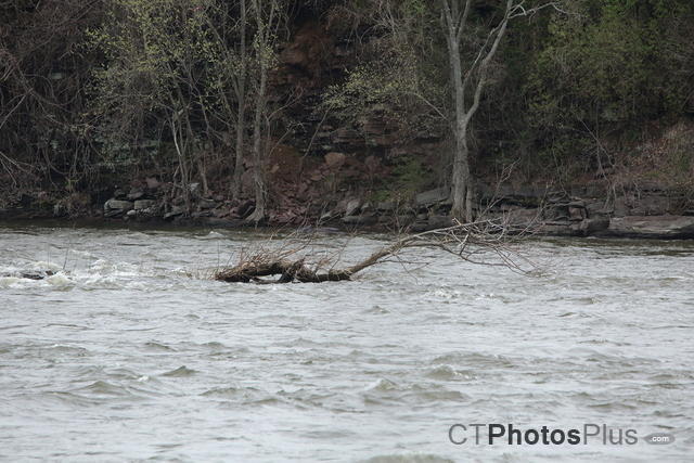 Tree getting swept down CT river IMG 9999 109