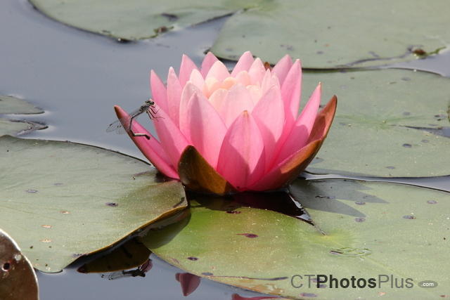 Water Lilly and Blue-fronted Dancer IMG 0165