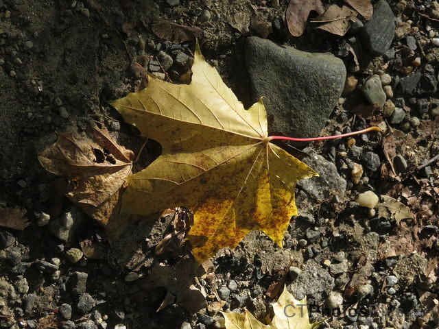 a fallen leaf IMG 2880