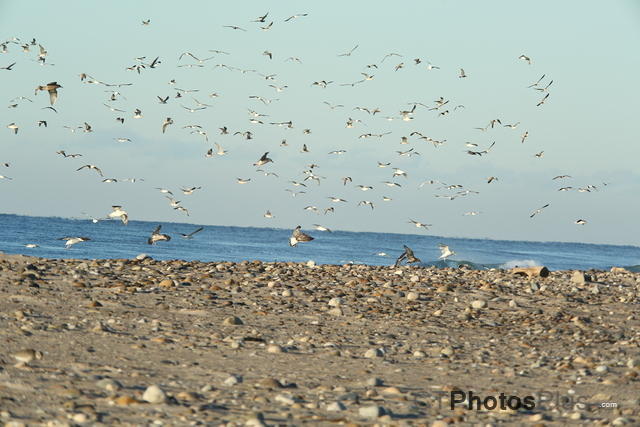 a flock of seagulls U82A6582
