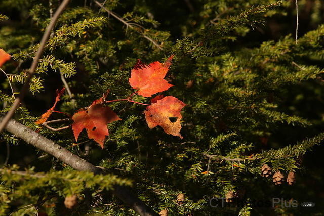 a splash of fall at Sessions IMG 9999 36