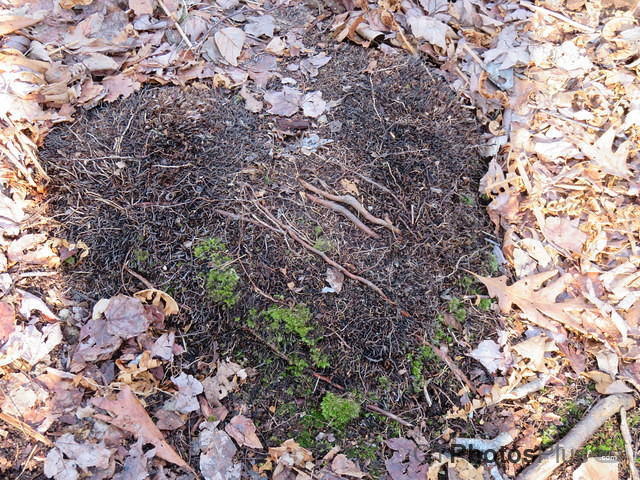 heart-shaped moss-pad IMG 1922