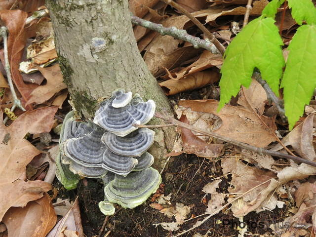 turkey tail fungi (Trametes versicolor) supposedly good for Fighting Cancer and Autoimmune Diseases IMG 2124
