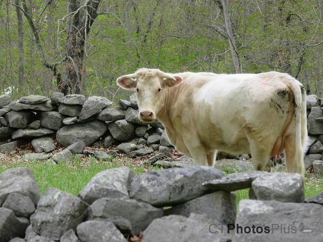 white cow IMG 2135