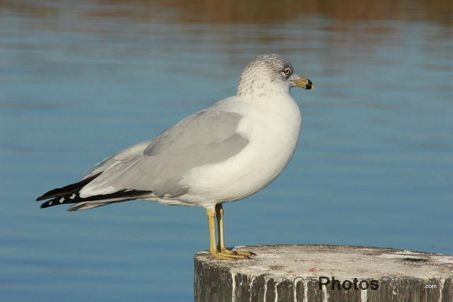 Gull on Marsh Landing dock IMG 3276