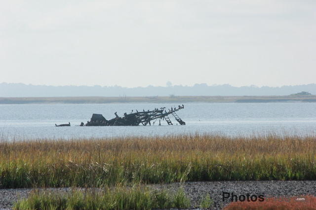 Shore birds resting on a wreck off Sapelo Island IMG 3213