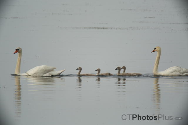 Swan Family U82A2407