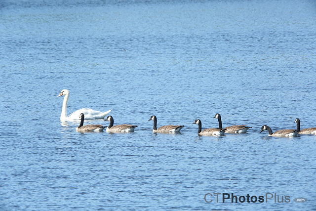 Swan and Canada Geese U82A4837