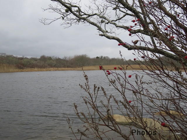 Trustom Pond in January IMG 0361