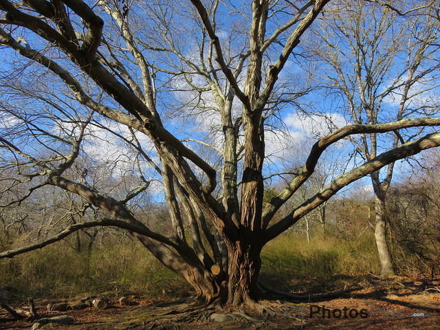 Trustom Tree IMG 0308