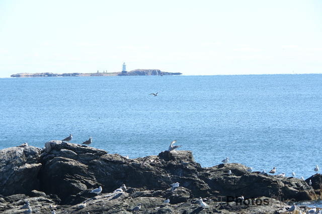 View of Sakonnet Lighthouse from Sachuest U82A6903