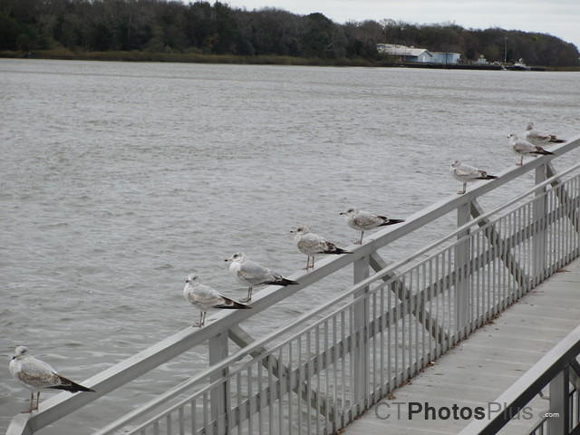 Seagulls on a rail Savannah GA IMG 1061