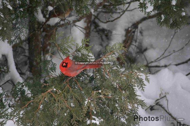 Cardinals in the snow Vernon 055