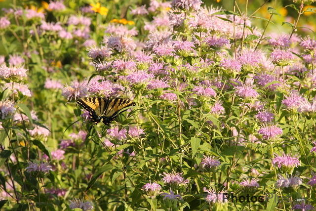 Eastern Tiger Swallowtail in wildflower field at Belding Wildlife mgmt area IMG 5454