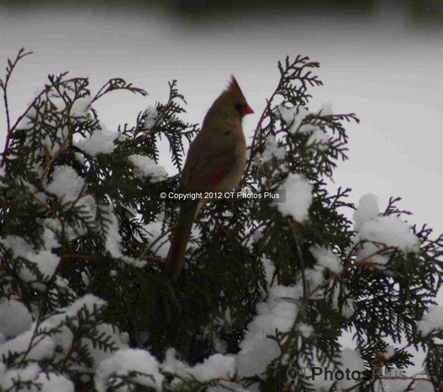 Female Cardinal Winter in Vernon 245