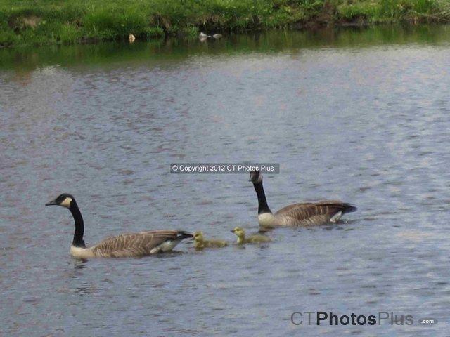 Geese Family Vernon 067
