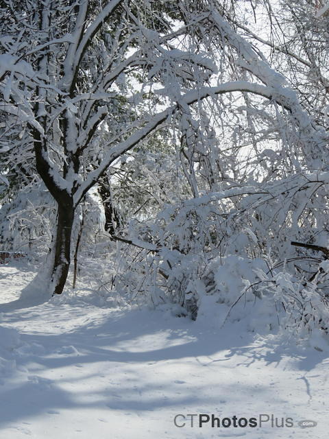 Winter Wonderland, Vernon IMG 0533