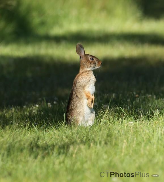 Bunny searching the field IMG 9999 141c