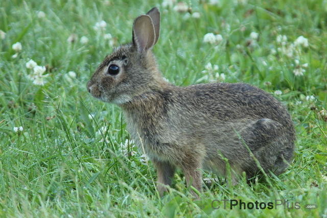 Cottontail Rabbit IMG 4957