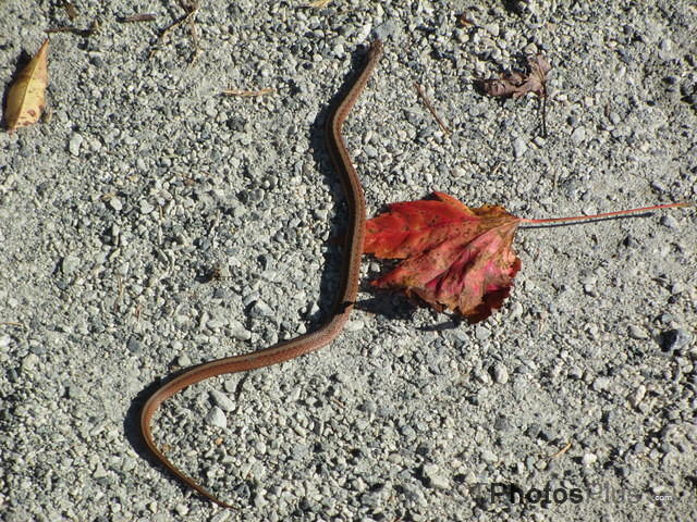 Dekay's Brown snake IMG 0804