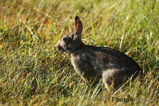 Eastern Cottontail IMG 9999 295