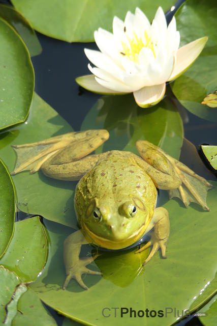Frog and water lilly U82A2606