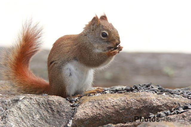 Red Squirrel IMG 3886