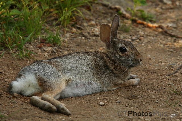 Relaxing rabbit IMG 9999 175