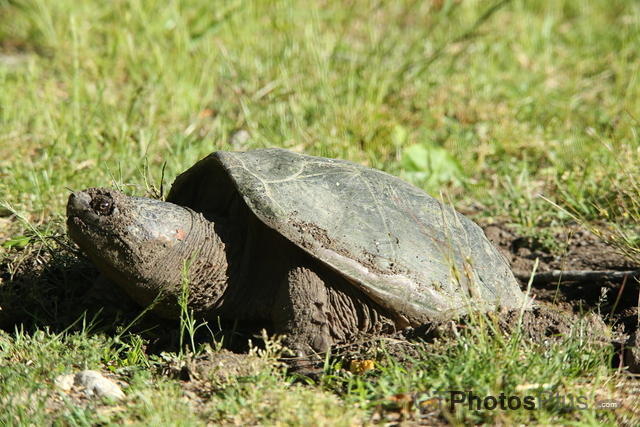 Snapping Turtle laying eggs 1150