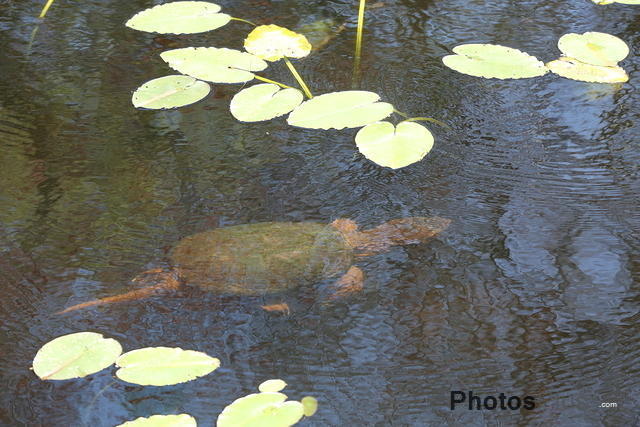 Snapping Turtle swimming U82A1533