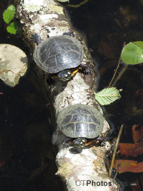 Young Painted Turtles on a log IMG 0878