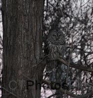 023 - Barred Owl