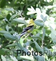 American Goldfinch IMG 2930