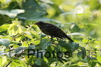 Blackbird (female) IMG 1006