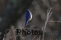 Bluebird male IMG 9999 116c