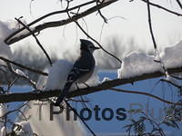 Bluejay in the snow IMG 6455