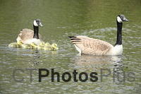 Canada Goose Family U82A1371