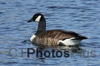 Canada Goose IMG 9999 317c