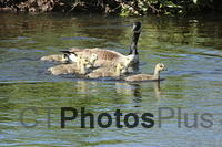 Canadian Goose Family IMG 9911