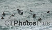 Common Eider in the surf U82A8356c