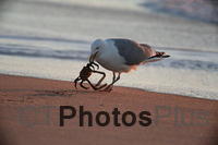 Crab and Seagull U82A0083