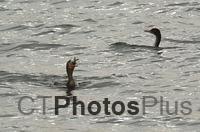 Double-crested Cormorant with fish U82A8532c