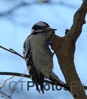 Downy Woodpecker U82A8985c