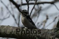 Female Downy Woodpecker IMG 9999 55c
