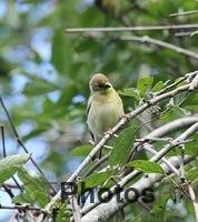 Female Goldfinch IMG 7081