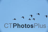 Geese in flight U82A9680