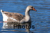 Hybrid Domestic Greylag Goose IMG 3652