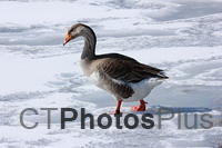 Hybrid Domestic Greylag Goose  IMG 3664