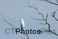 Great White Egret IMG 4193
